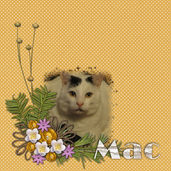 Mac