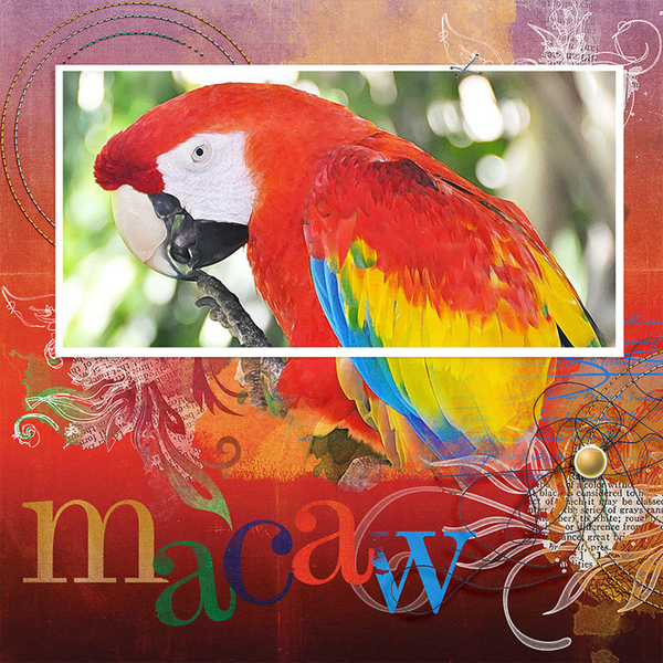 macaw