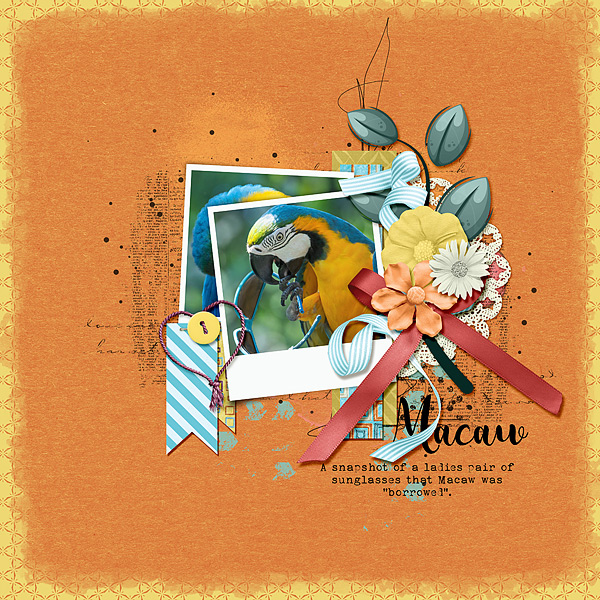 Macaw