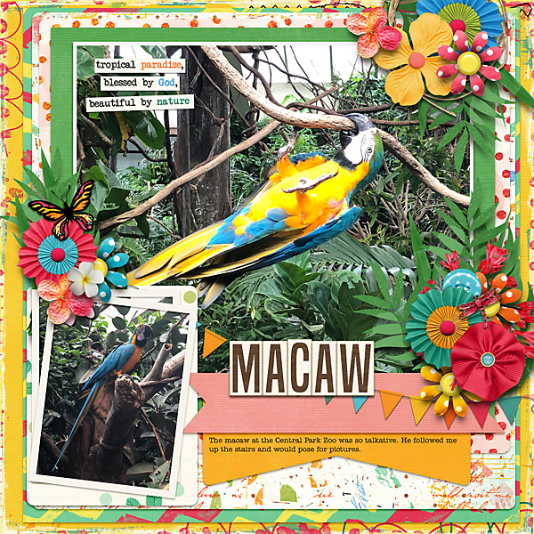 macawatcpzoo-copy