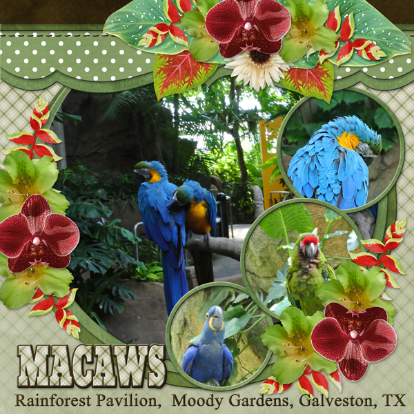 Macaws