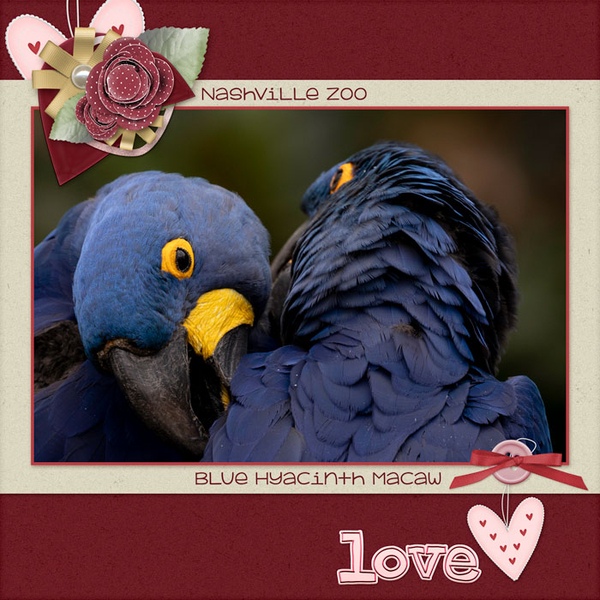 Macaws