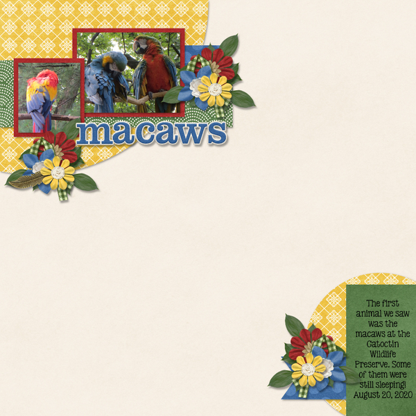 macaws
