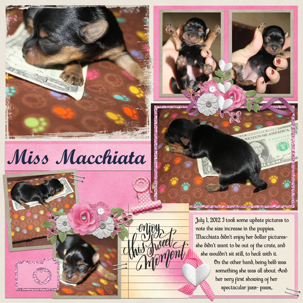 Macchiata's Pawperazzi Debut