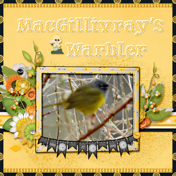 MacGillivray_s_Warbler_small