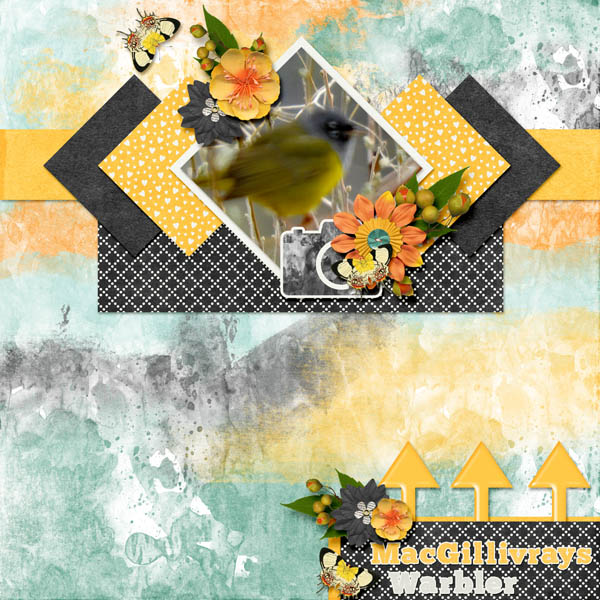 MacGillivrays_Warbler_ws37_chase_the_sun