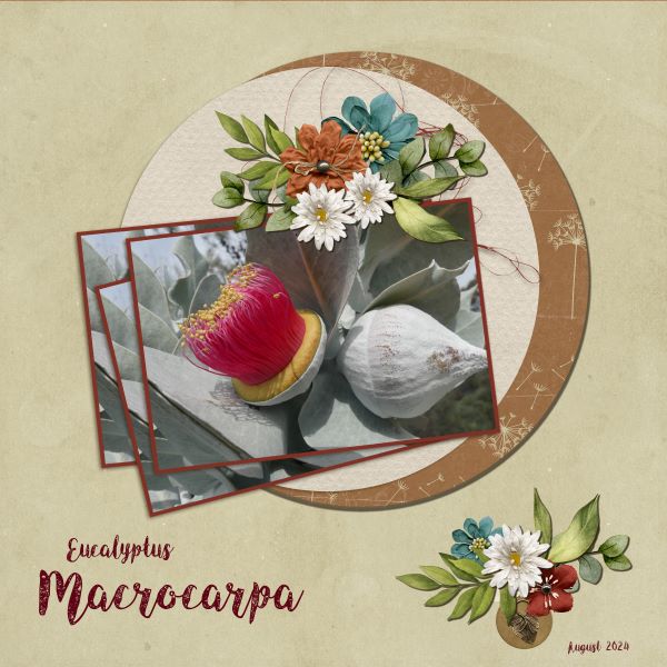 Macrocapa