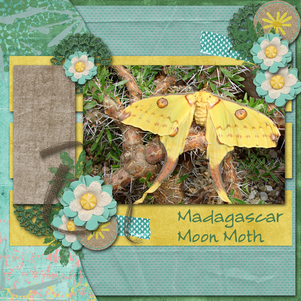 Madagascar Moon Moth