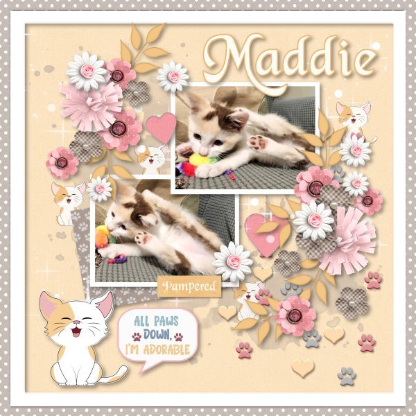 maddie2.jpg