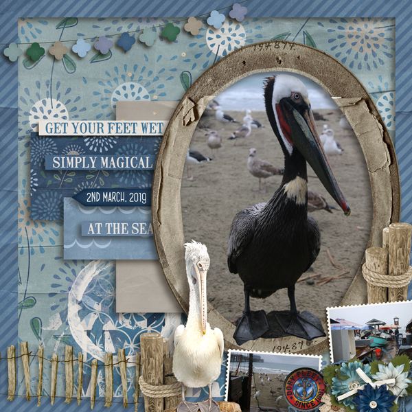 Magical Mr Pelican