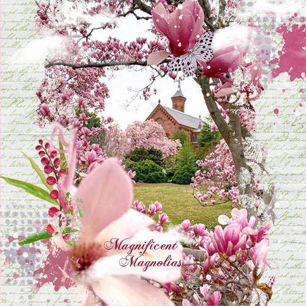 Magnificent Magnolias