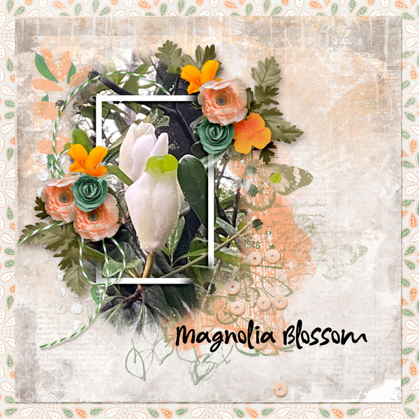 Magnolia Blossom