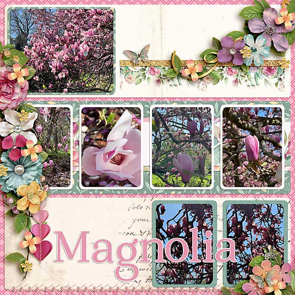 magnolia-copy