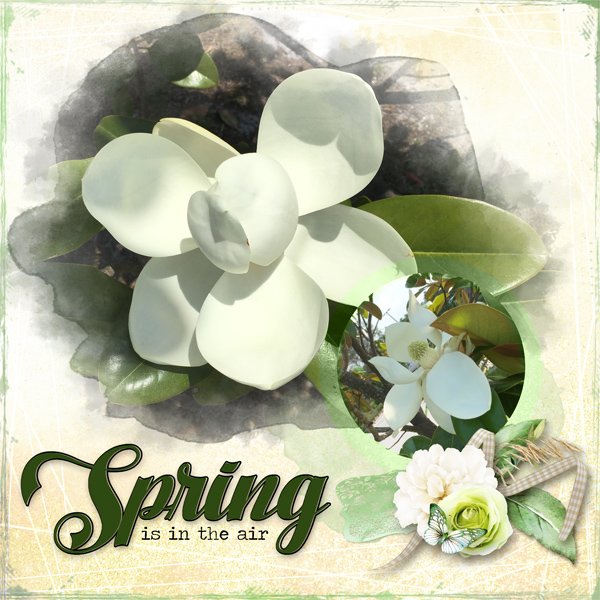 Magnolia Photography Challenge 2025 04.jpg