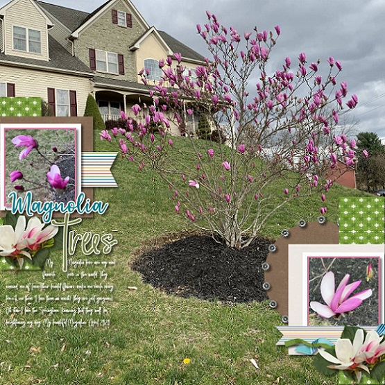 Magnolia Trees