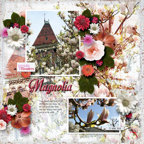Magnolia