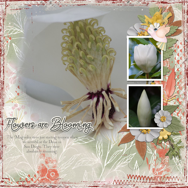 MAGNOLIA