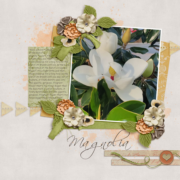 Magnolia