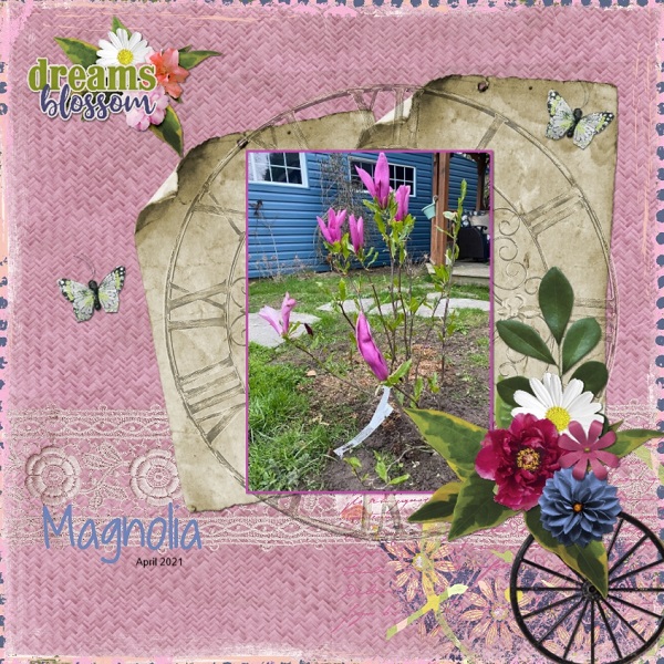 Magnolias