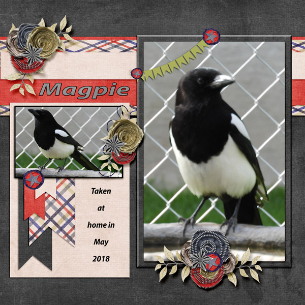 Magpie_small