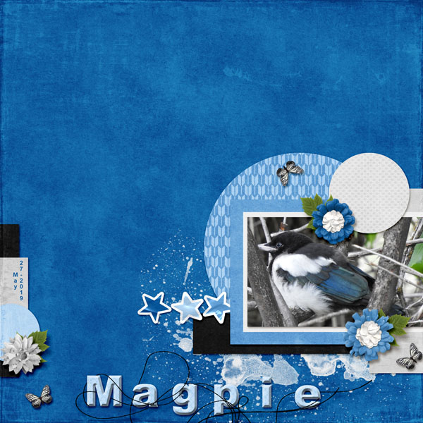Magpie_small1