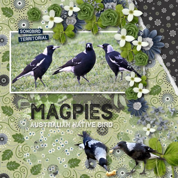 Magpies