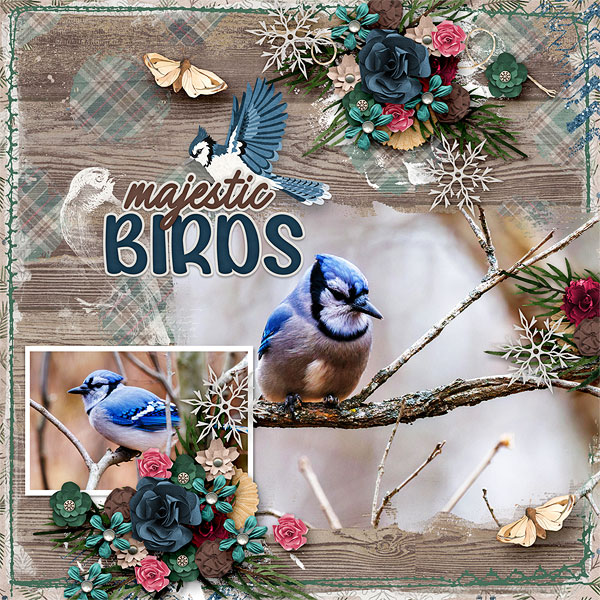 Majestic Birds