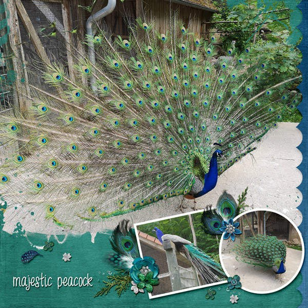 majestic peacock