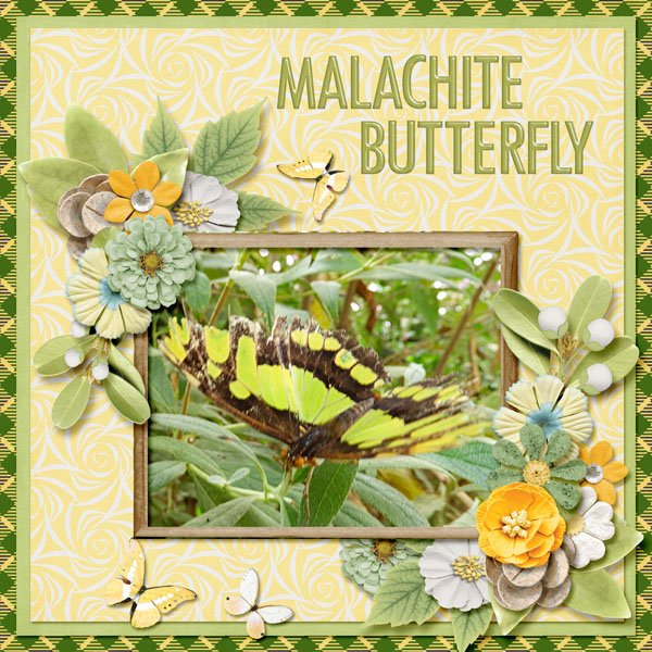 Malachite Butterfly small.jpg