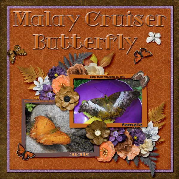 Malay Cruiser Butterfly small.jpg