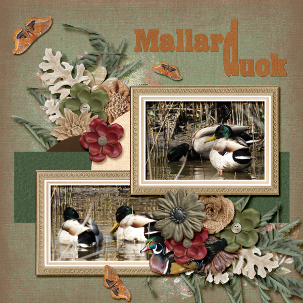 Mallard-Duck