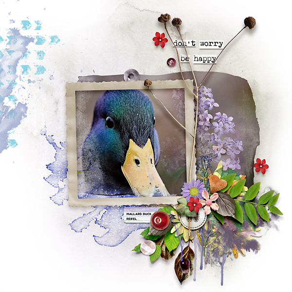 Mallard Duck