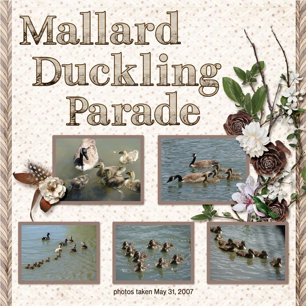 Mallard Duckling small.jpg