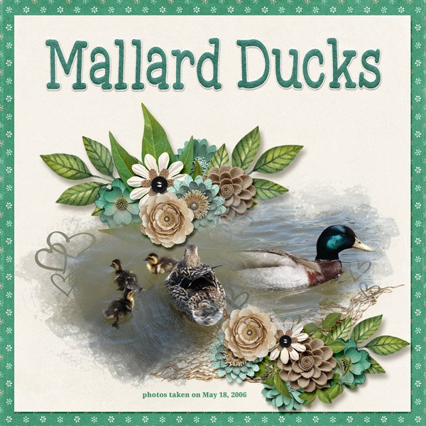Mallard Ducks 2 small.jpg