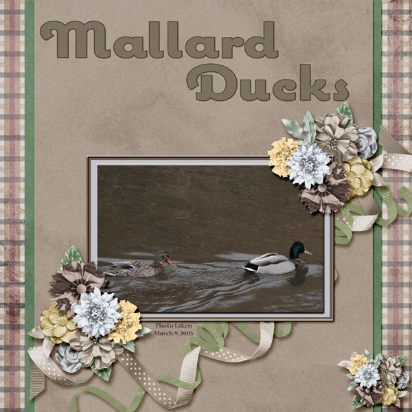 Mallard Ducks small.jpg