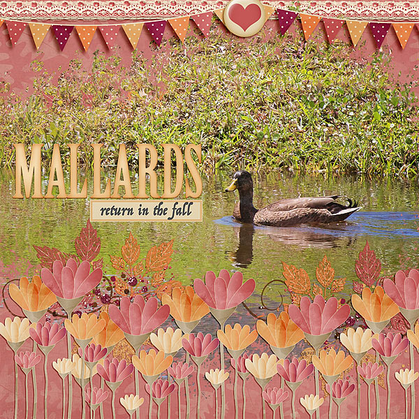 Mallards Return In The Fall