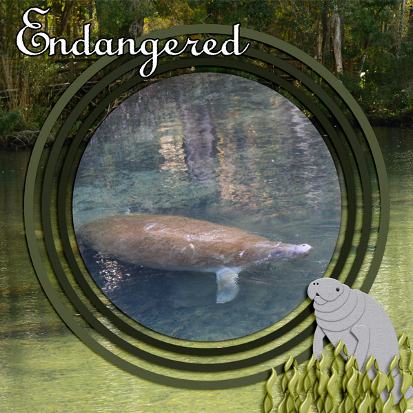 Manatee1