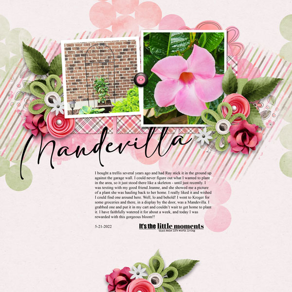 Mandevilla