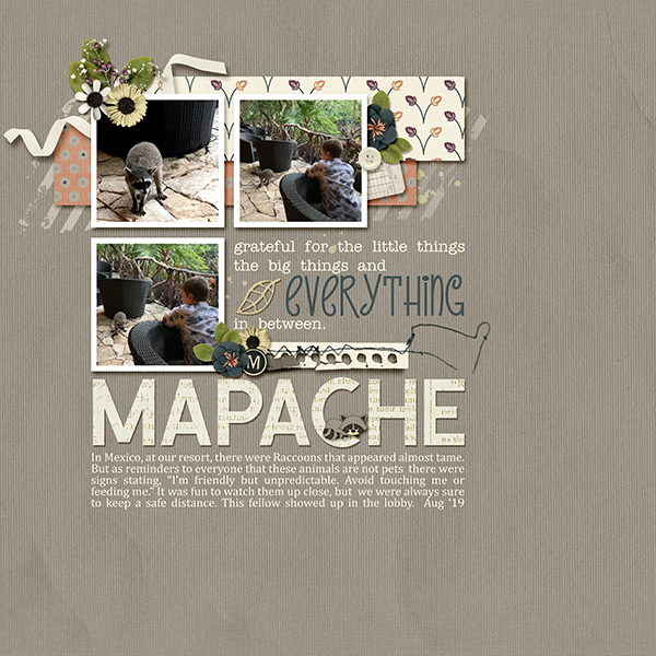 Mapache