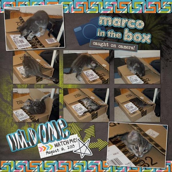Marco in the Box