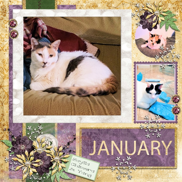 Mardi Gra Cats