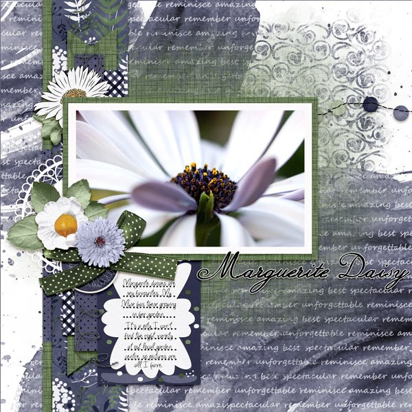 Marguerite Daisy