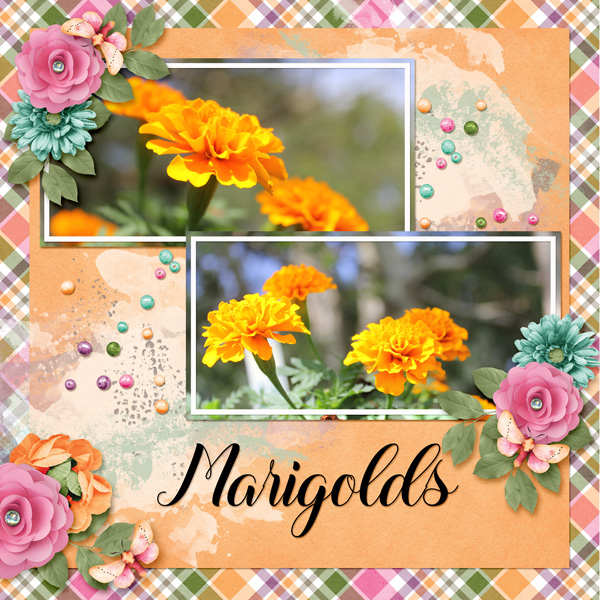 Marigolds