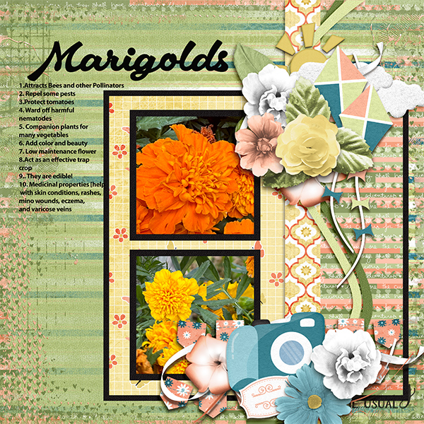 Marigolds