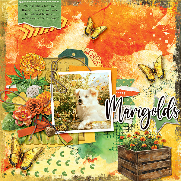 Marigolds