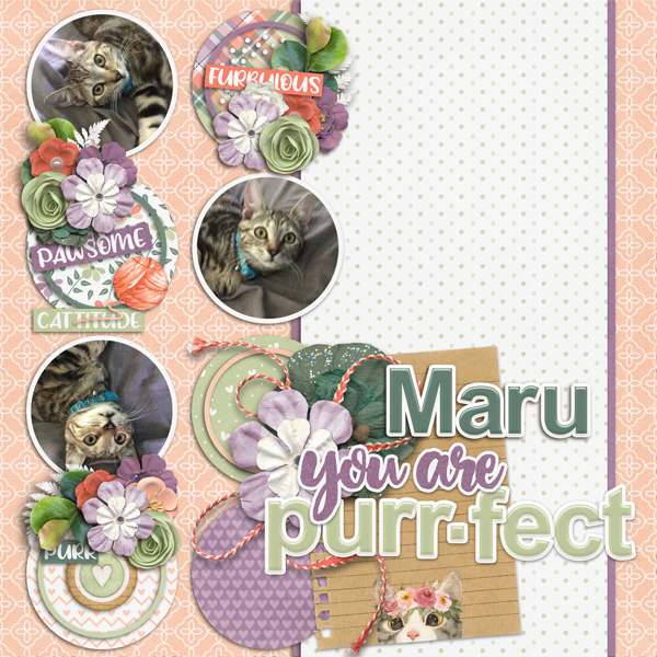 Maru You Are Purr-fect