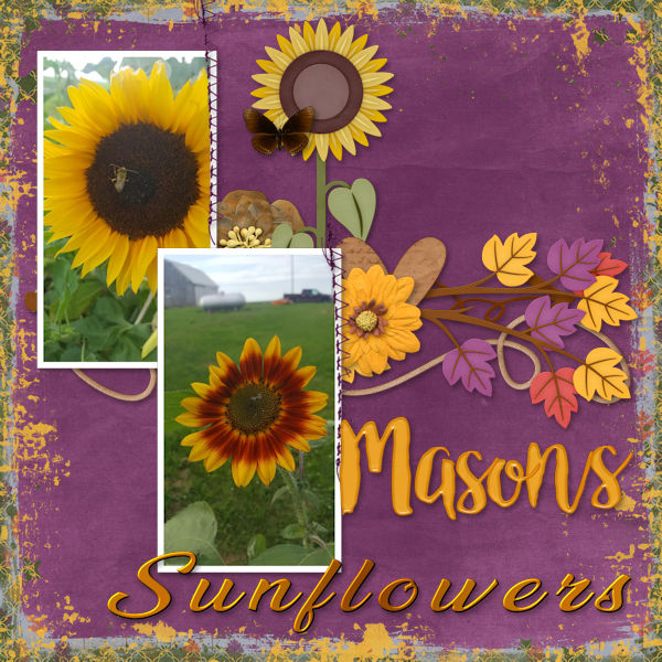 Mason's Sunflowers