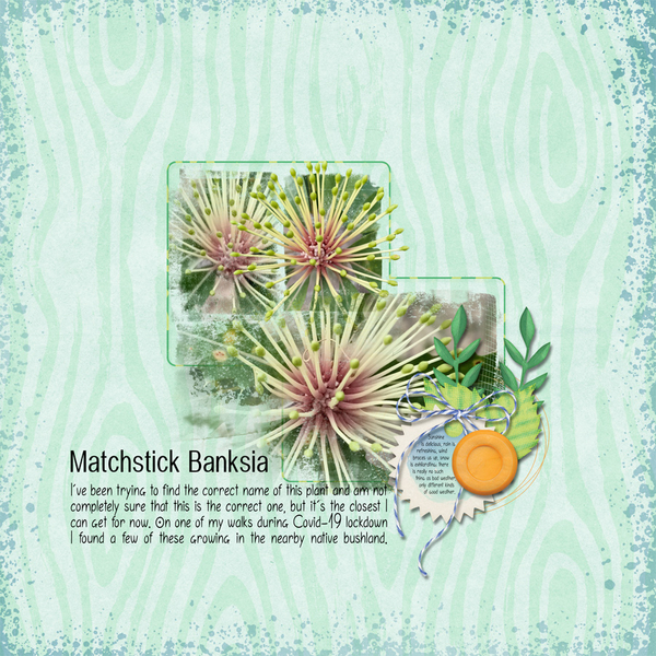 Matchstick Banksia