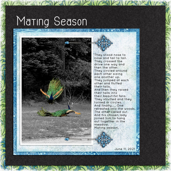 MATING SEASON
