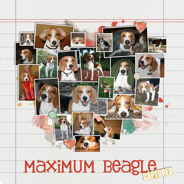 Maximum Beagle